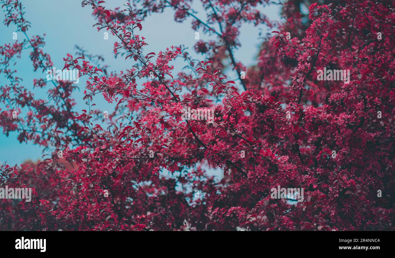 Su un bellissimo albero di ciliegio su uno sfondo blu cielo, fiori rosa vibranti fioriscono brillantemente. La bellezza naturale e la natura fugace di ti Foto Stock