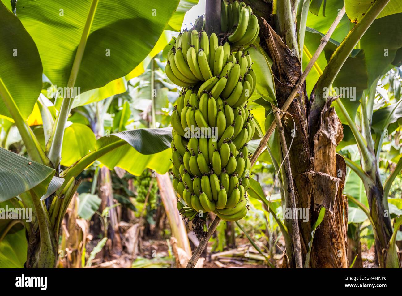 Le banane non crescono sugli alberi, ma sui perenni. Solo una volta nella sua breve vita una pianta di banana porta frutti e poi muore. Piantagione di banane al Kumbali Country Lodge a Lilongwe, Malawi Foto Stock