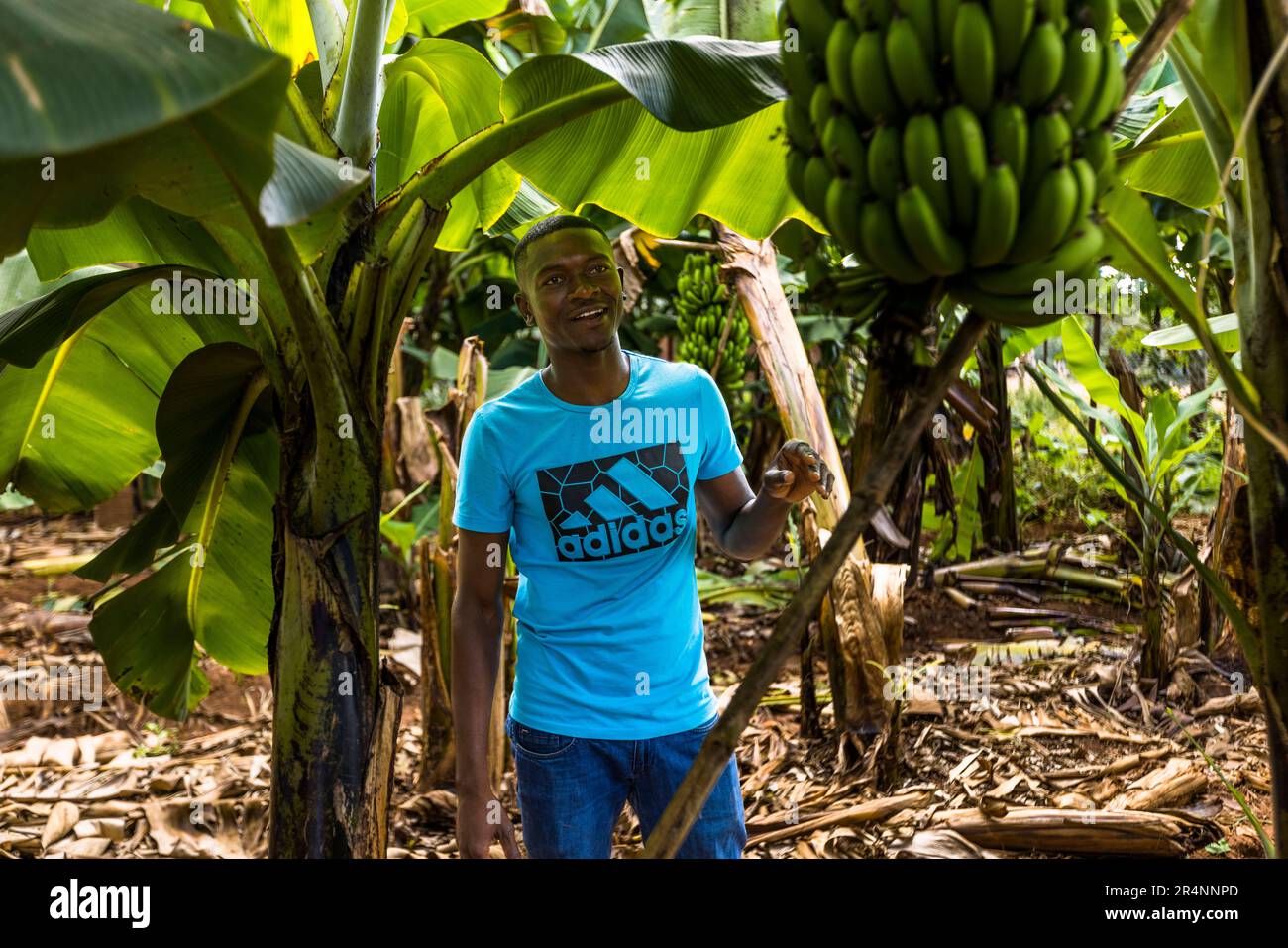Coltivatore Chisomo Shaya a un albero di banana con frutta verde quasi pronta per la raccolta. Nature's Gift Bananas è una fattoria di banane di 28 ettari nella tenuta di Kumbali a Lilongwe, Malawi. Piantagione di banane al Kumbali Country Lodge a Lilongwe, Malawi Foto Stock