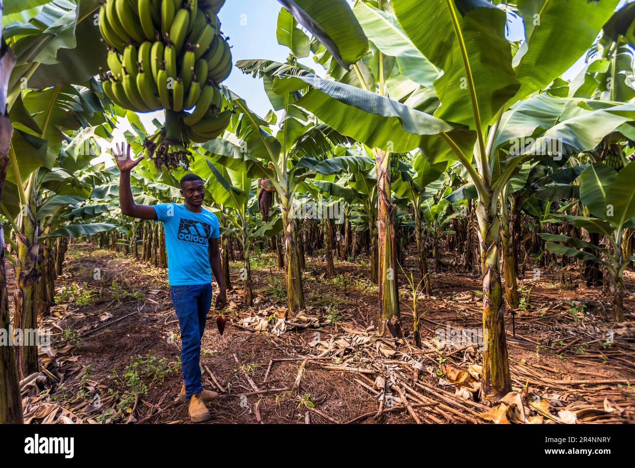 Grower Chisomo Shaya, fattoria di banane Nature's Gift a Lilongwe. L'azienda fornisce conoscenze ed esperienze in materia di metodi di coltivazione sostenibili per gli agricoltori che vogliono avviare una propria azienda agricola di banane. Piantagione di banane al Kumbali Country Lodge a Lilongwe, Malawi Foto Stock