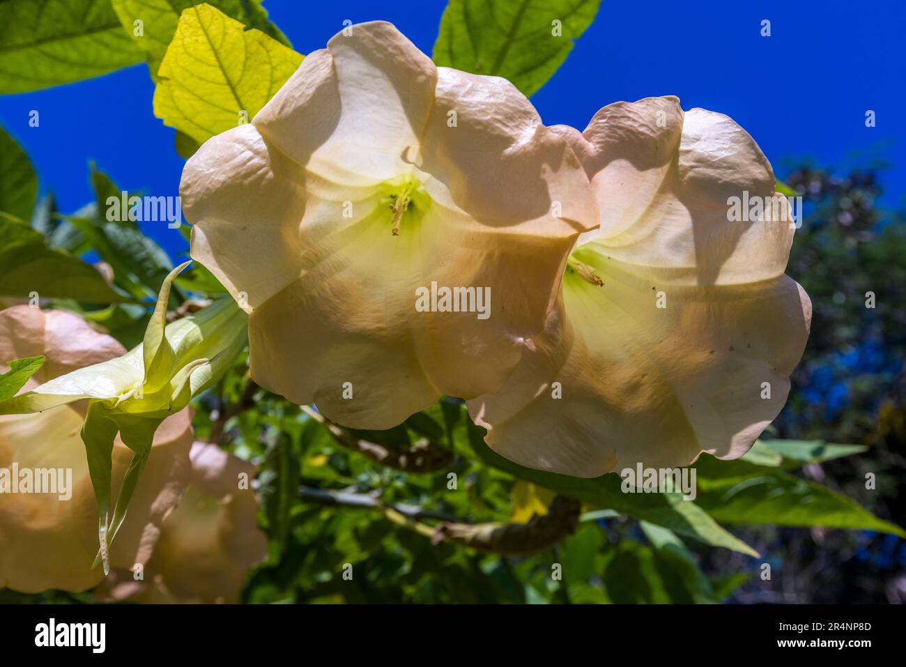 Fiori di trombetta d’angelo (Brugmansia) bianco crema leggermente rosato pendono contro un cielo blu alla Kumbali Country Lodge a Lilongwe, Malawi. Foto Stock