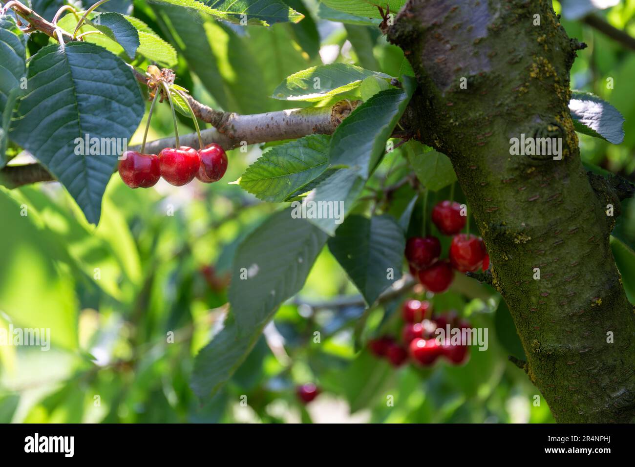 Tre ciliegie meravigliose e colorate, sull'albero Foto Stock