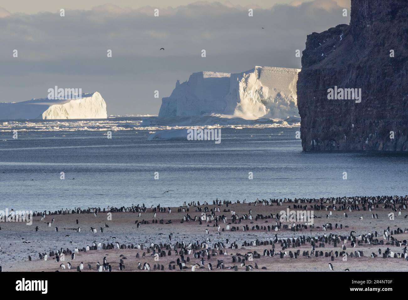 Adelie Pinguini a Rookery, Capo Adare, Antartide Foto Stock