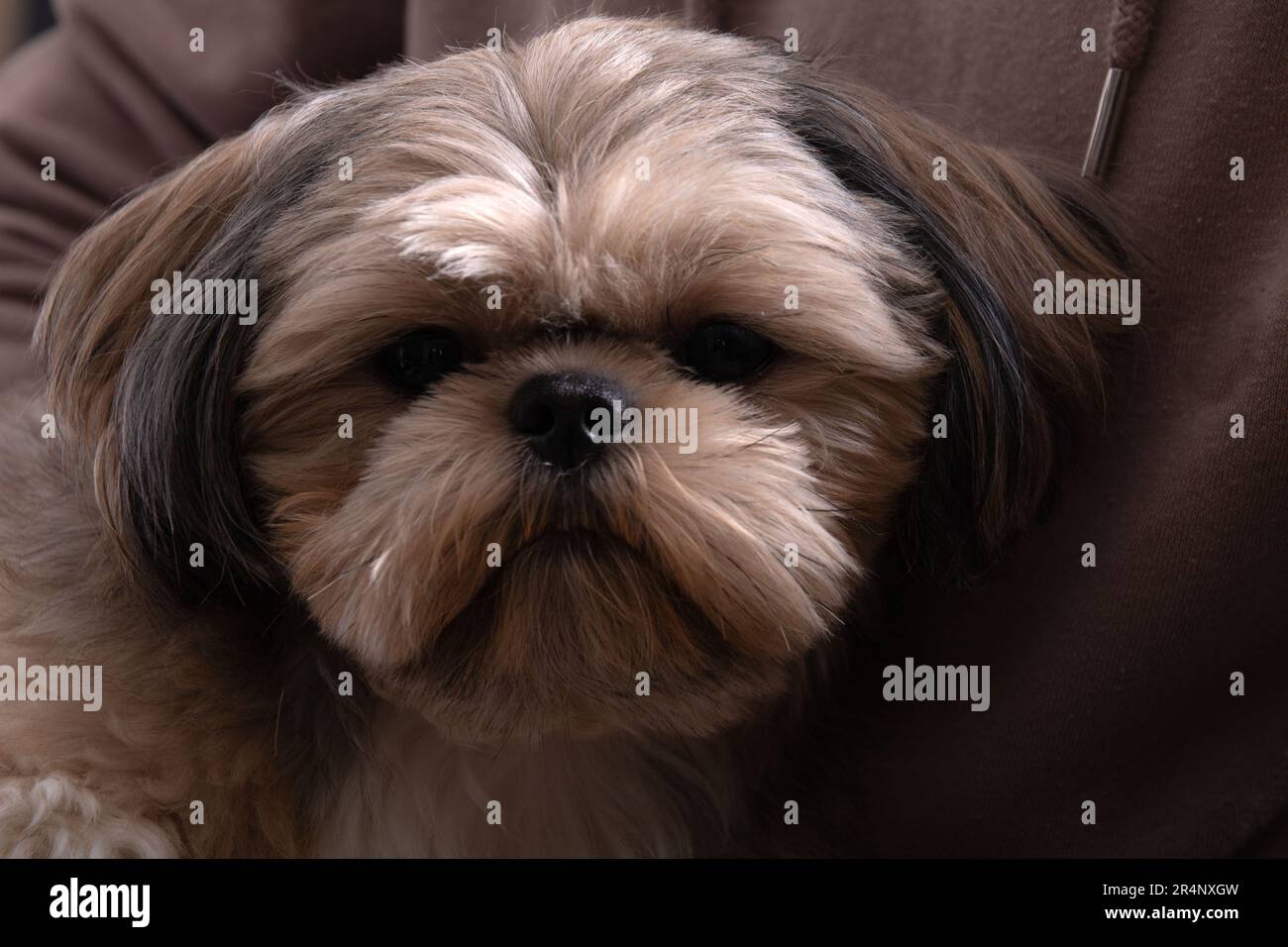 foto di un cane seduto tra le braccia e guardando la telecamera da vicino Foto Stock