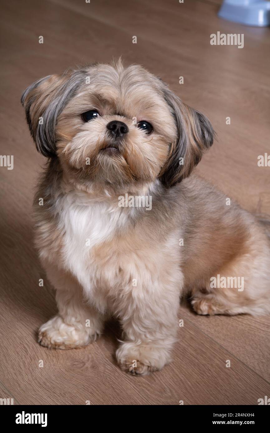 foto di un cane seduto sul pavimento che guarda la telecamera a casa Foto Stock