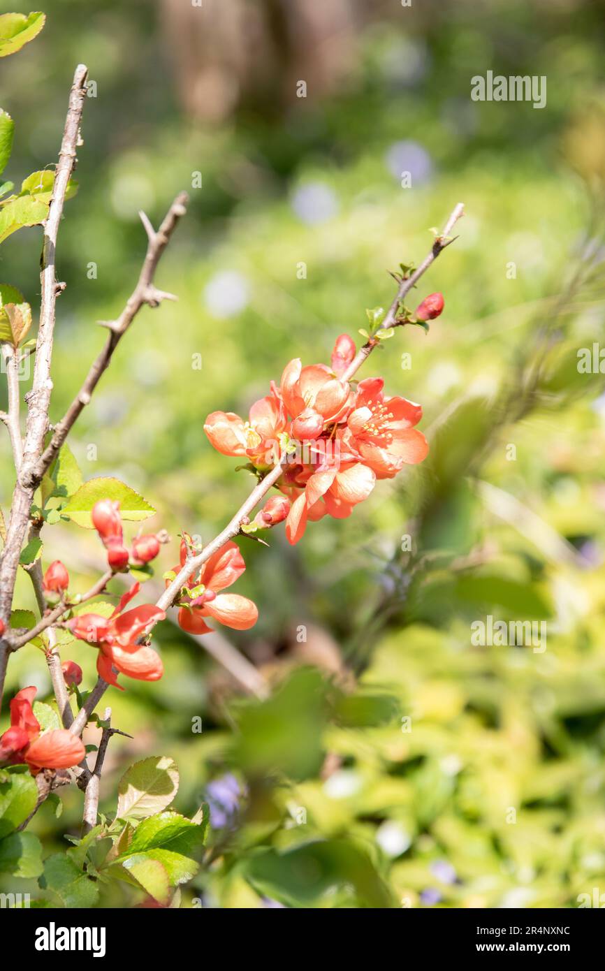 foto parte di un ramo con sfondo di fiori rossi nella sfocatura Foto Stock