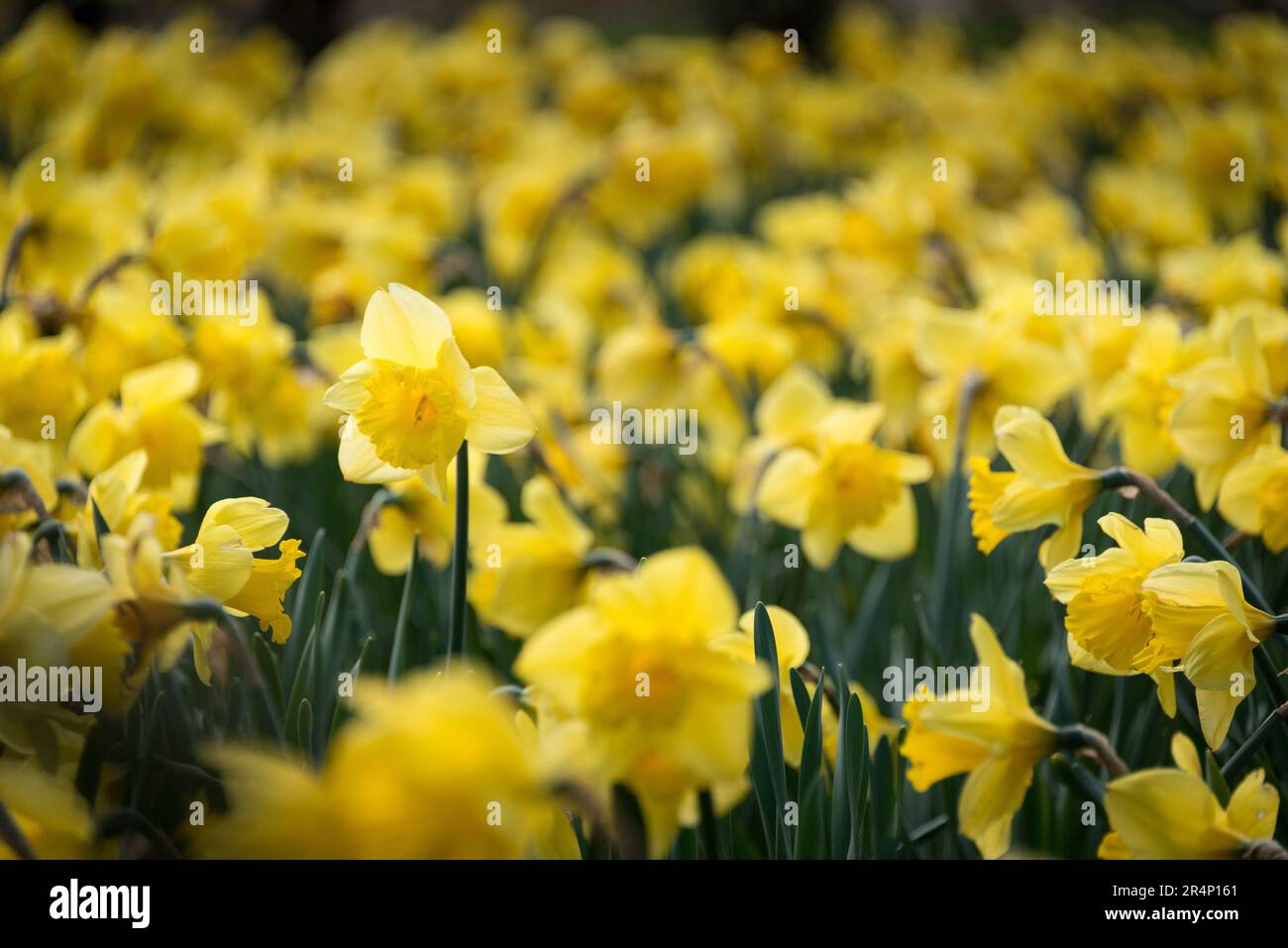 Field of Daffodils, Oxford, Regno Unito Foto Stock