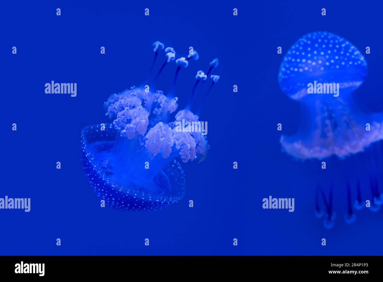 Campana galleggiante / medusa australiana macchiata / medusa marrone / medusa bianca (Phyllorhiza punctata) nuoto sott'acqua, Pacifico occidentale Foto Stock