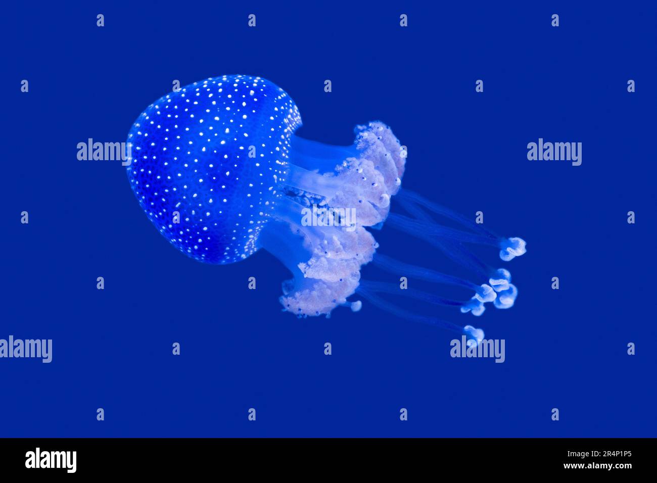 Campana galleggiante / medusa australiana macchiata / medusa marrone / medusa bianca (Phyllorhiza punctata) nuoto sott'acqua, Pacifico occidentale Foto Stock