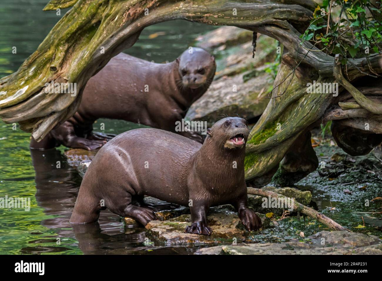Due lontre giganti / lontre gigante (Pteronura brasiliensis) nativo lungo il fiume Amazon in Sud America Foto Stock