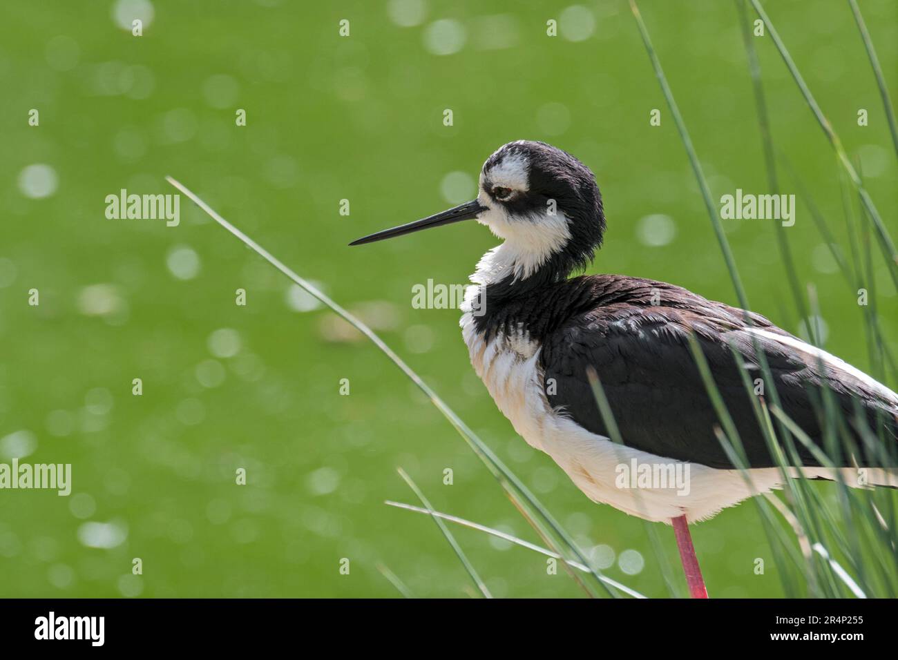 Stilt a collo nero (Himantopus mexicanus / Himantopus mexicanus) uccello di mare delle zone umide e delle coste americane Foto Stock