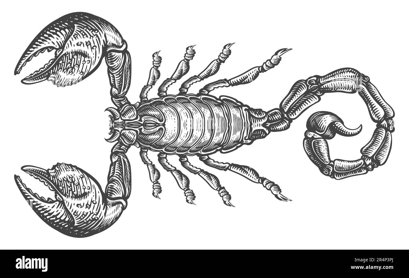 Scorpion con pungiglione. Illustrazione disegnata a mano in stile incisione. Totem disegno tatuaggio animale Foto Stock