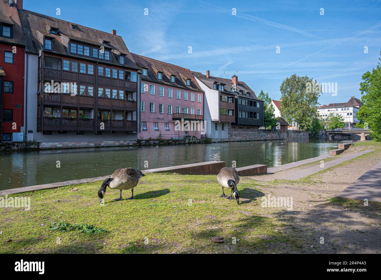 Oca a piedi vicino al fiume a Norimberga, Germania Foto Stock