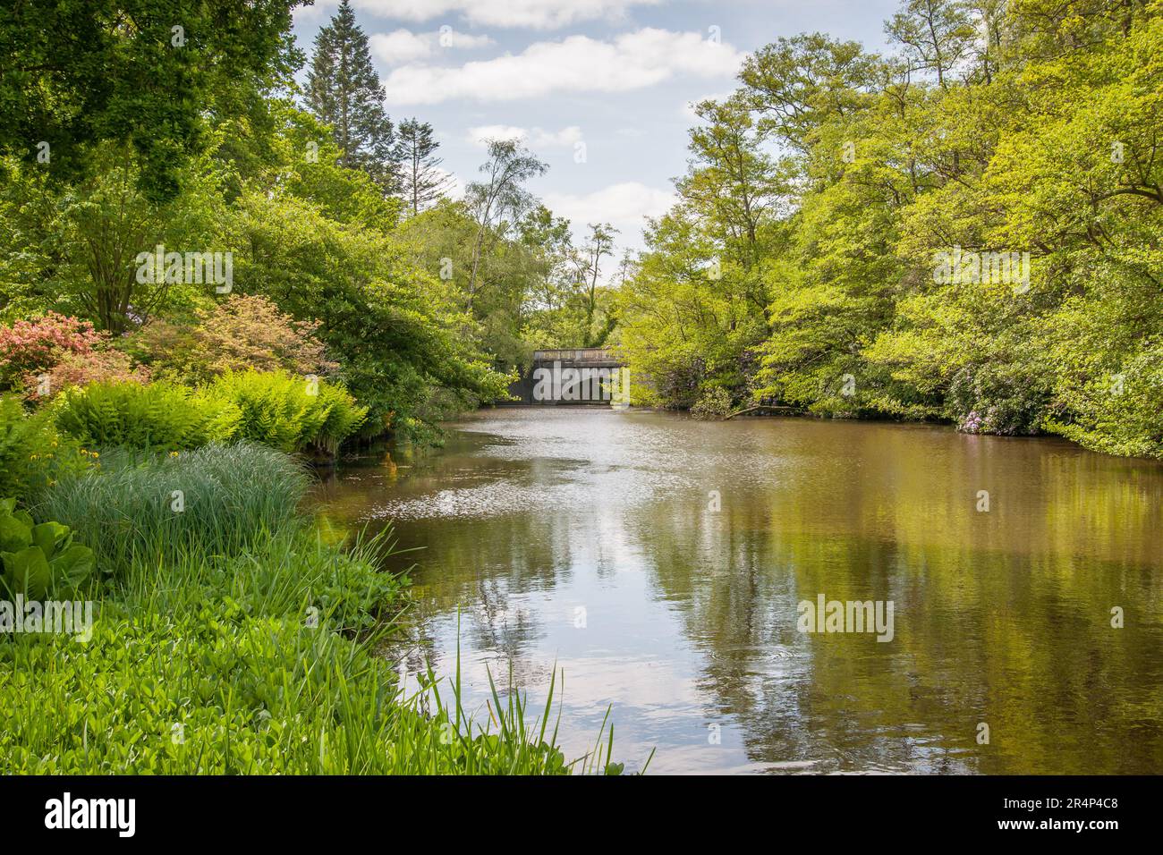 Ponte Casson e lago, il Savill Garden, Windsor Great Park, Surrey, Inghilterra. Foto Stock