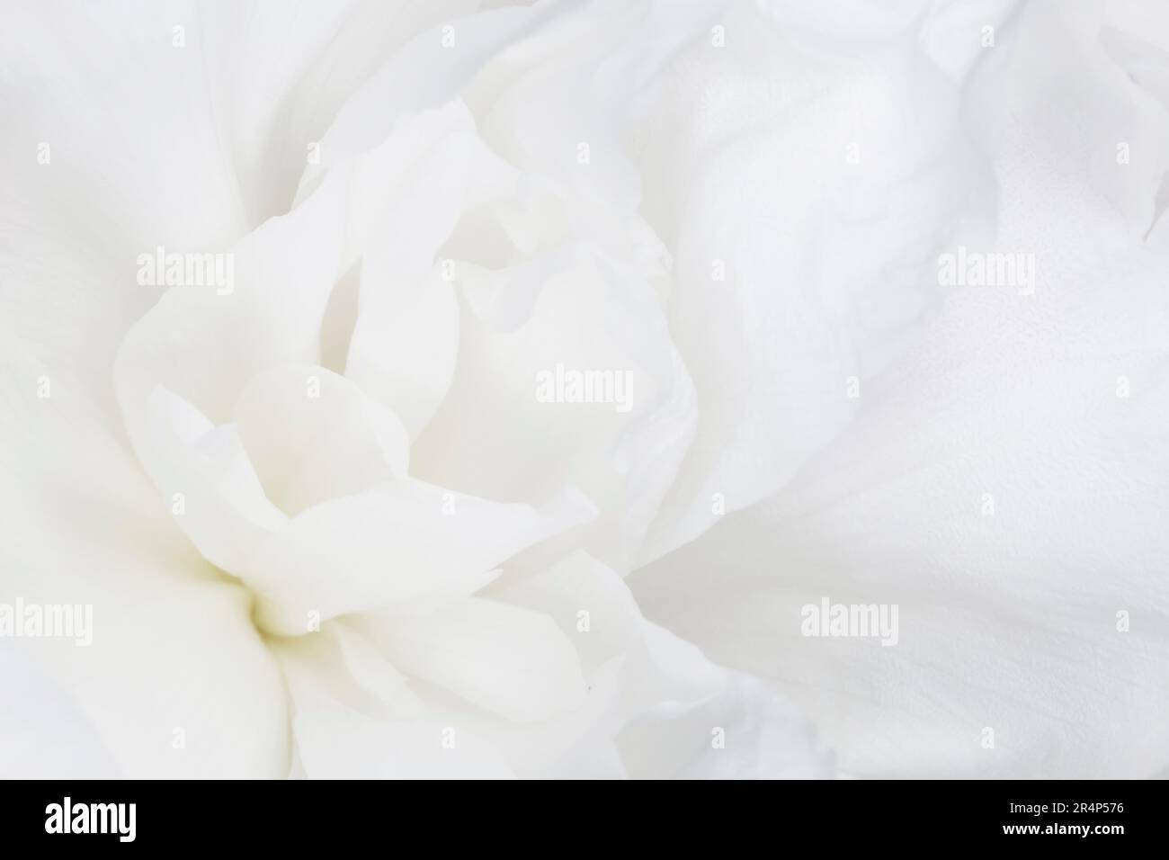 primo piano di petali di fiore di peonia bianca Foto Stock