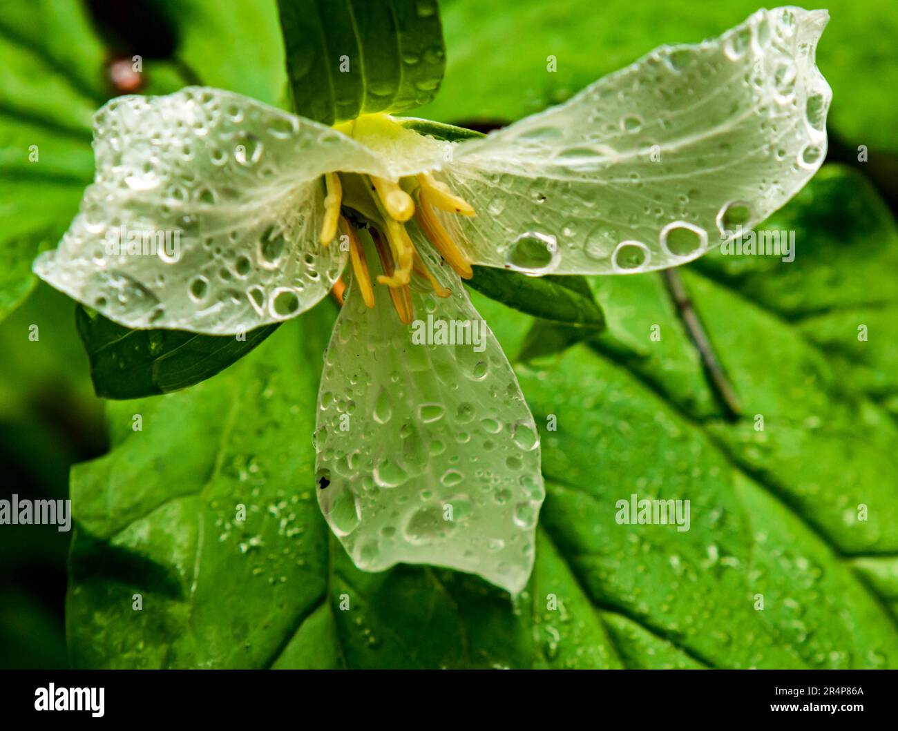 White Trillium Blossom con gocce di pioggia e foglie verdi su un sentiero nella foresta di Vancouver Island, British Columbia. Foto Stock