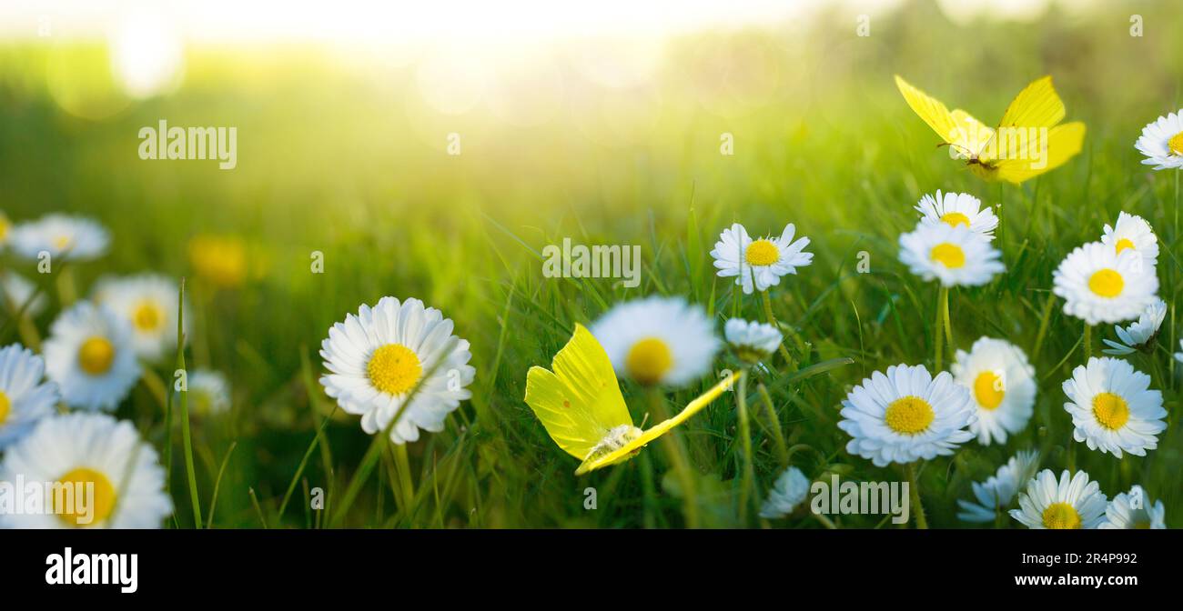 Paesaggio astratto primavera-estate tramonto su un prato fiorito. fiori bianchi e farfalle che volano calda ora d'oro tramonto tempo di alba. Foto Stock