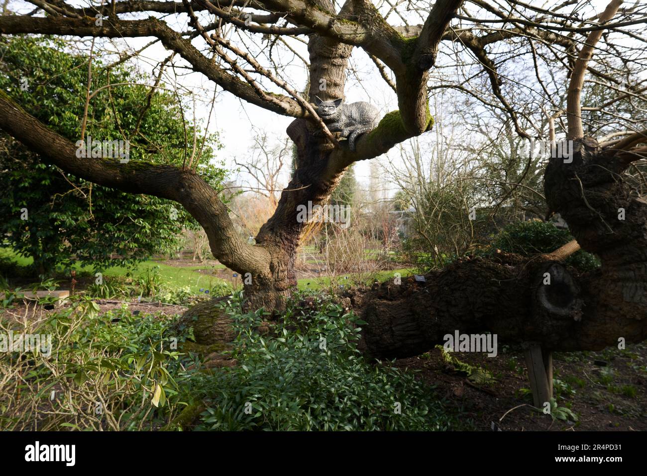 La scultura del gatto Cheshire in un albero di Morus Alba nel Giardino Botanico, Oxford, Regno Unito Foto Stock