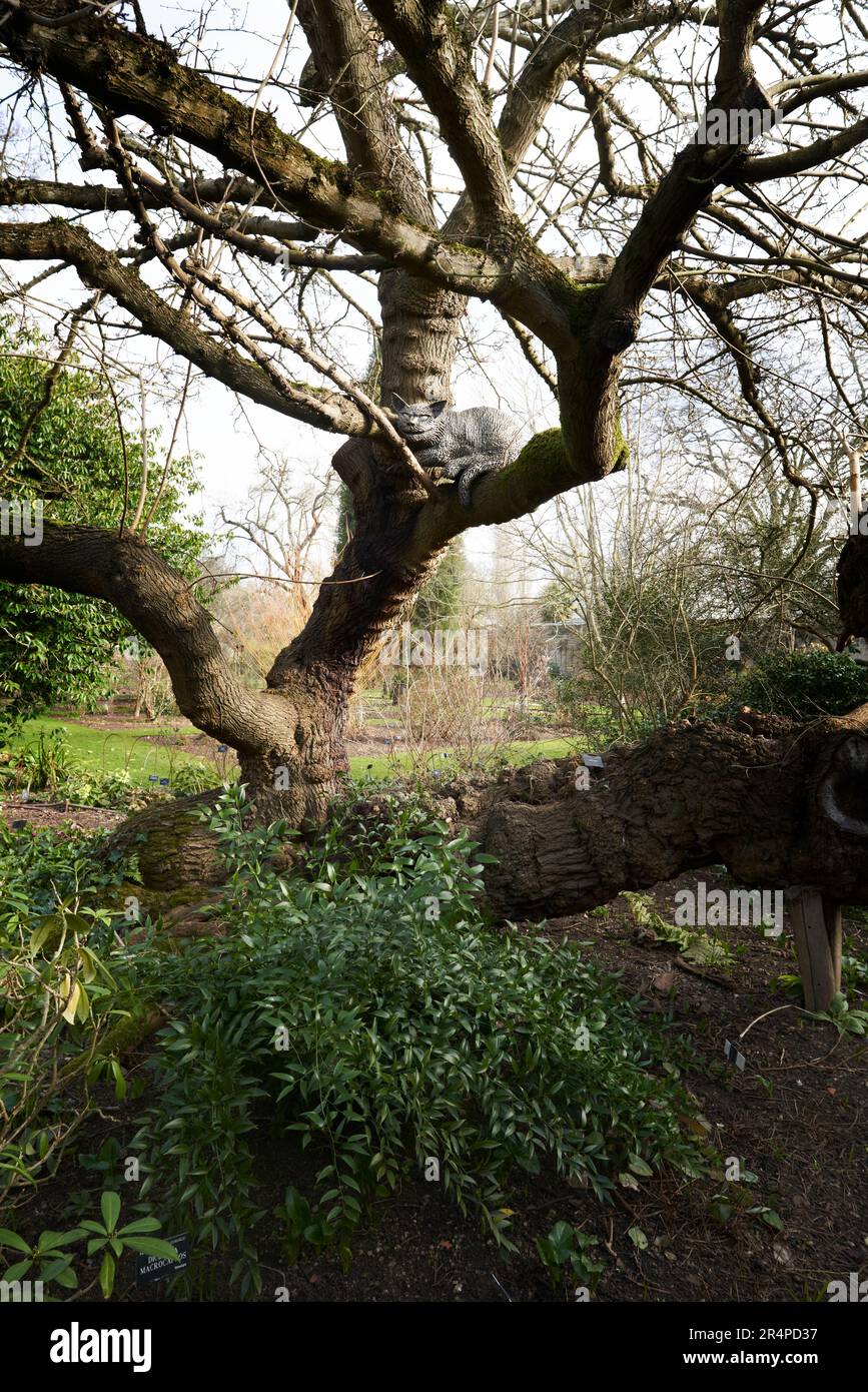 La scultura del gatto Cheshire in un albero di Morus Alba nel Giardino Botanico, Oxford, Regno Unito Foto Stock