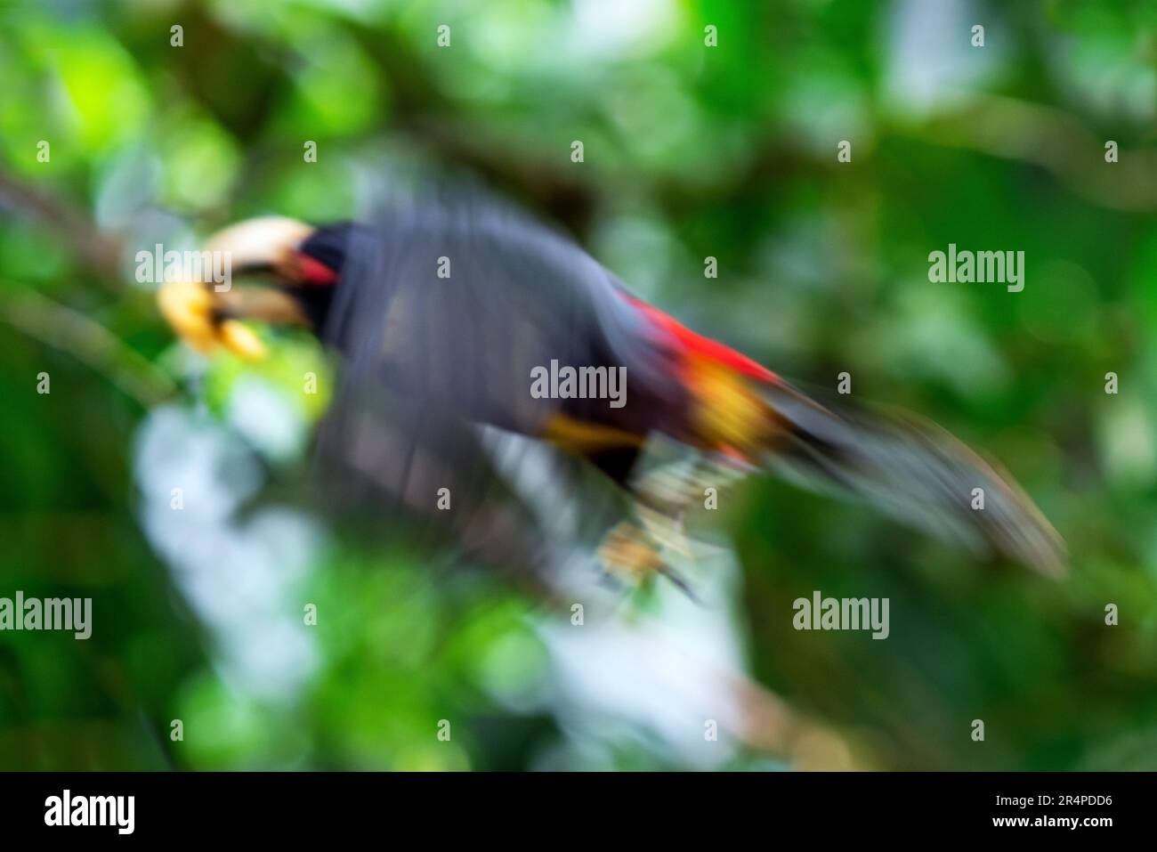 Abstract volante pale Mandibled aracari o pale fatturate aracari (Pteroglossus eritrypygius), Mindo Cloud Forest, Ecuador. Foto Stock