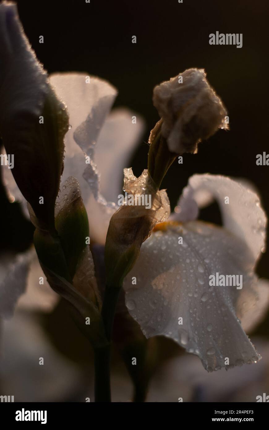 Vista del fiore bianco dell'iride con gocce di pioggia sui petali alla luce del sole Foto Stock