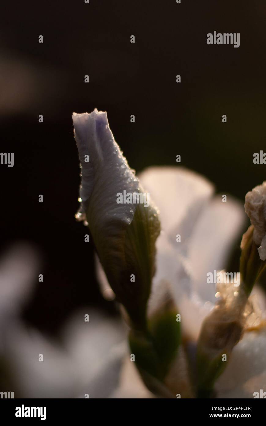 Vista sul fiore bianco dell'iride con gocce di pioggia sui petali alla luce del sole Foto Stock