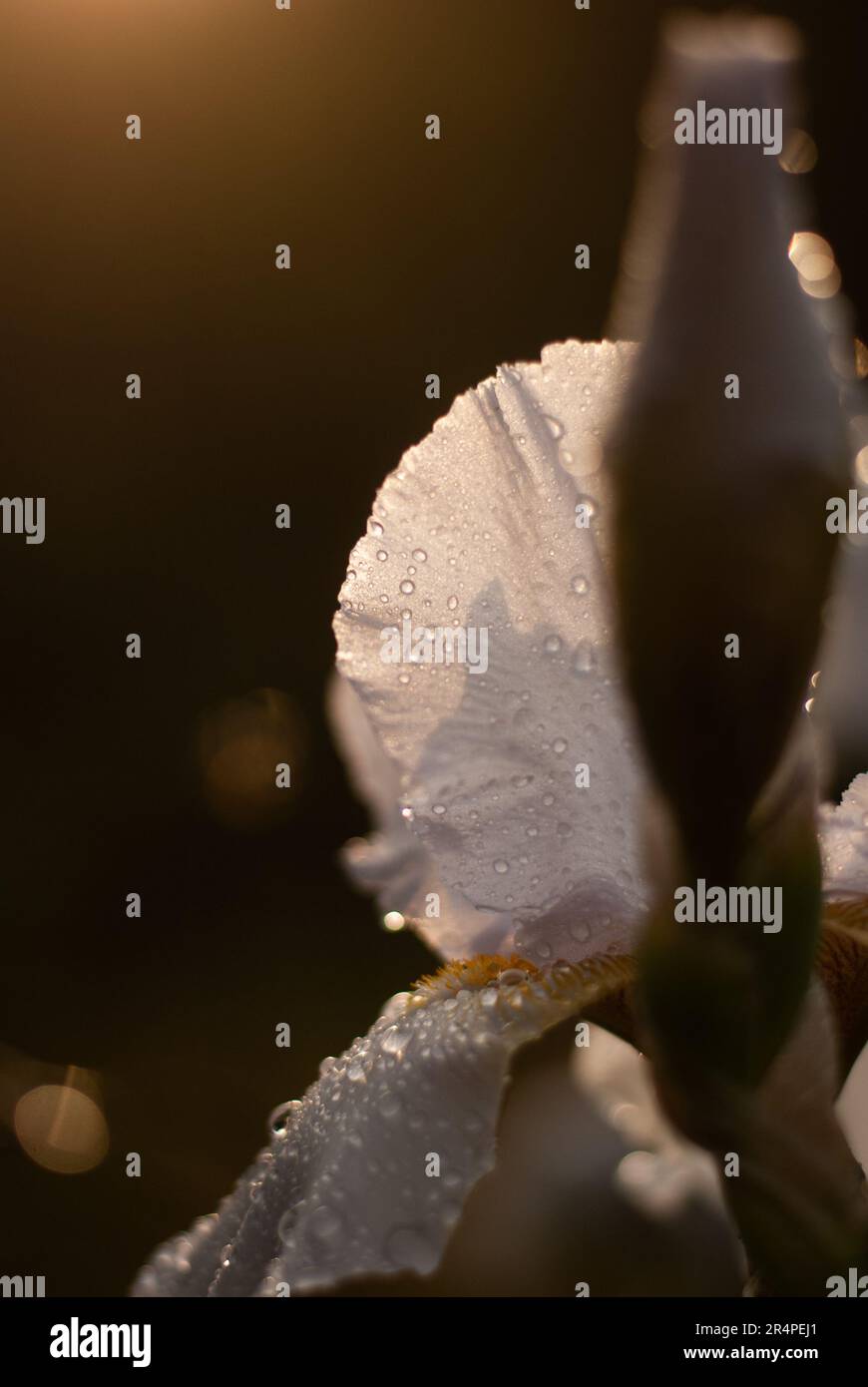 Primo piano del fiore bianco dell'iride con gocce di pioggia sui petali alla luce del sole Foto Stock