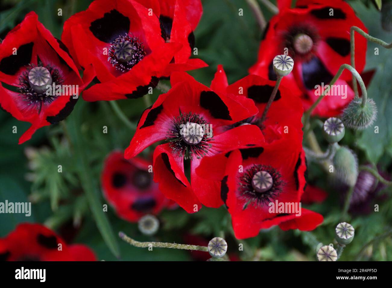 Immagini di papaveri scattate al Chelsea Flower Show 2023, dalle esposizioni floreali al manichino di fiori tributo ai pensionati di Chelsea Foto Stock