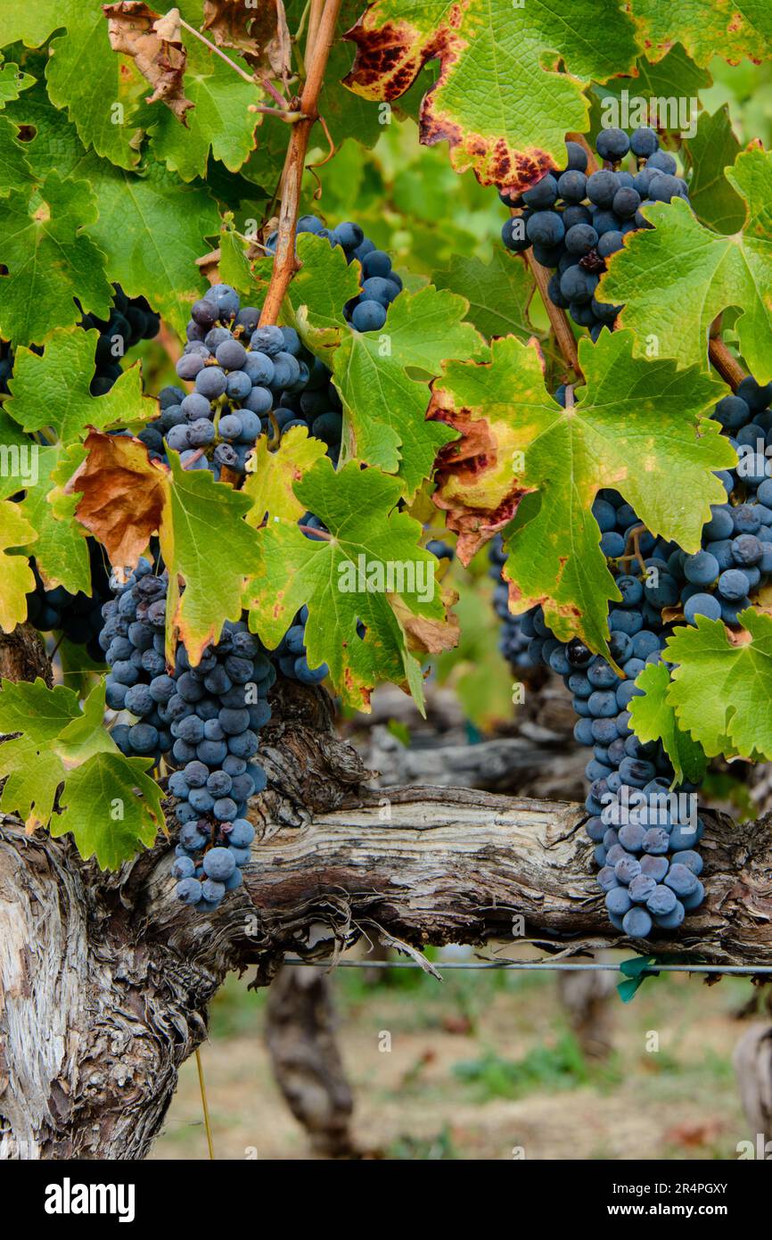 Uve su vitigni prima della vendemmia a Napa Valley, California. Foto Stock