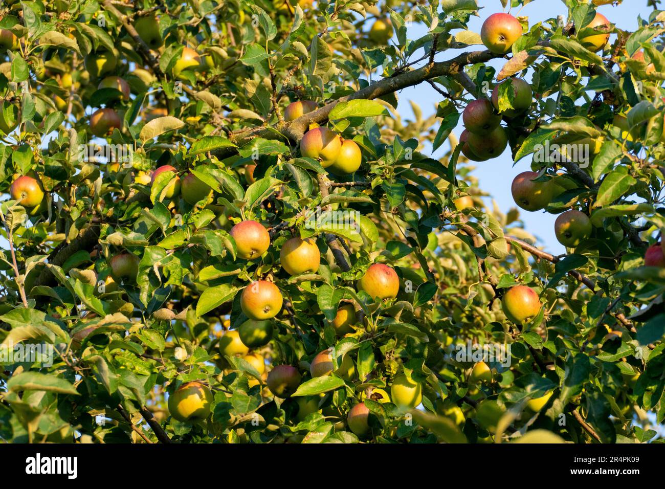 Boskoop Äpfel, hängen am Baum, kurz vor der Ernte Foto Stock