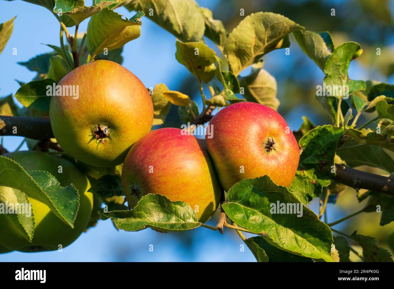 Boskoop Äpfel, hängen am Baum, kurz vor der Ernte Foto Stock