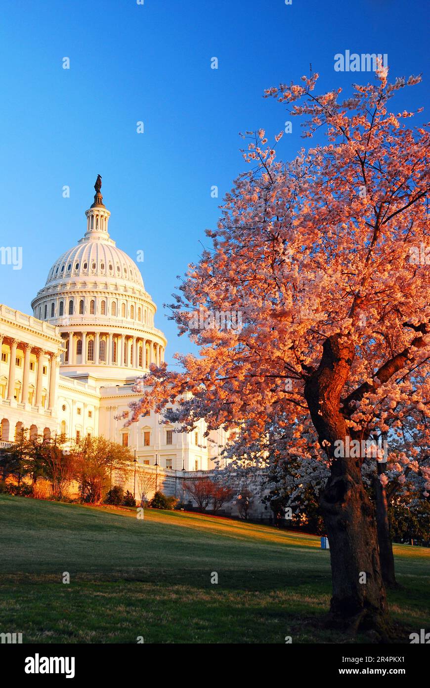 Cherry Blossom tempo a Washington Foto Stock