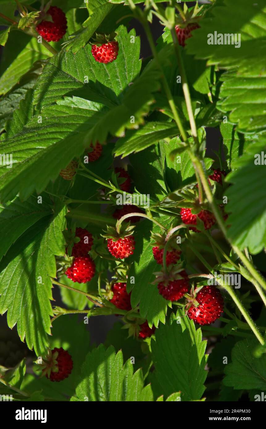 Vista della fragola selvatica matura e verde in primavera, Sofia, Bulgaria Foto Stock