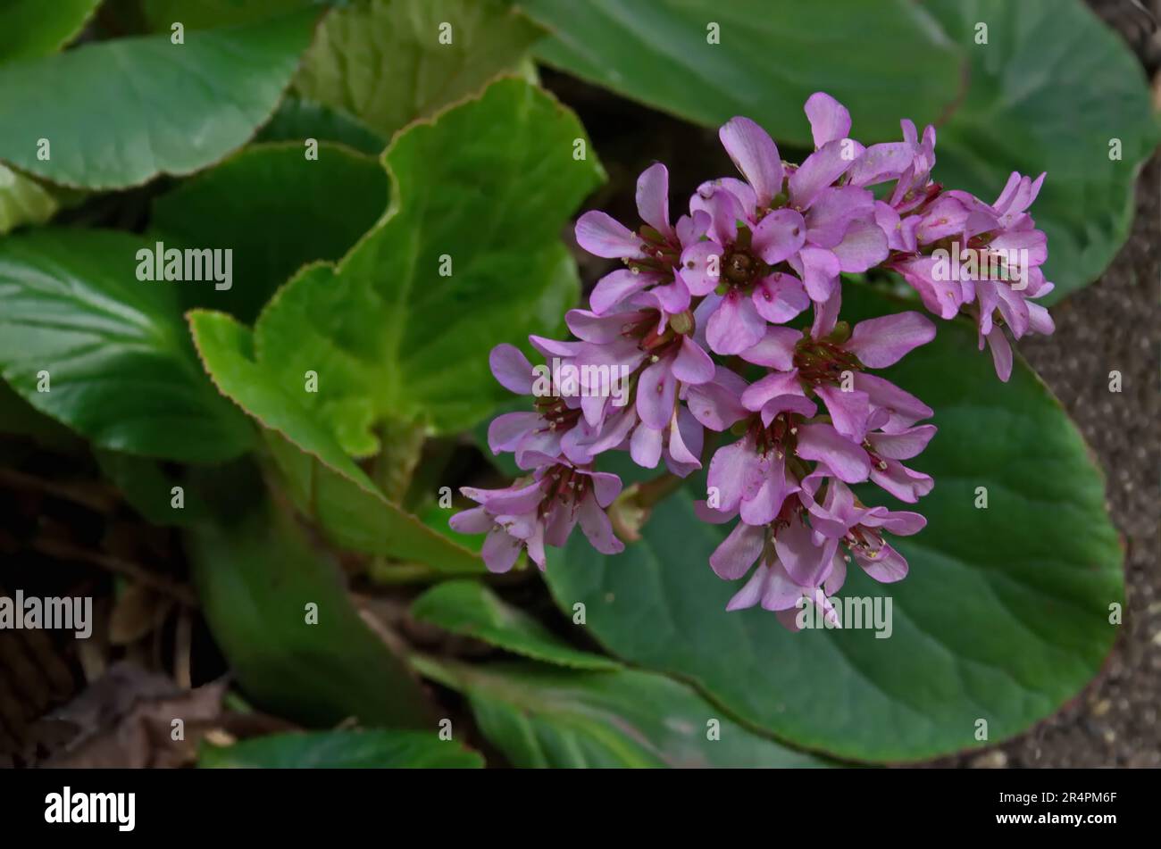 Magenta Bergenia cordifolia, Bergenia crassifolia, il badan o tè siberiano in bloming con foglie verdi, Sofia, Bulgaria Foto Stock