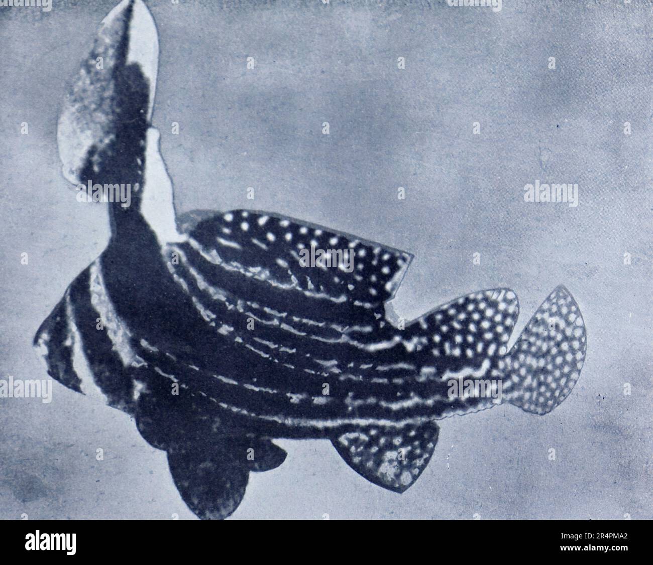 La spedizione sottomarina di Williamson del 1914 è stata la prima a rivelare alcuni dei tesori sotto la superficie dell'oceano. Grazie in gran parte a tecniche fotografiche innovative la biologia marina intorno alle Bahamas è entrata in vita. Questa foto mostra: Il pesce “Stelle e strisce”, che ha una somiglianza con la bandiera americana. Foto Stock