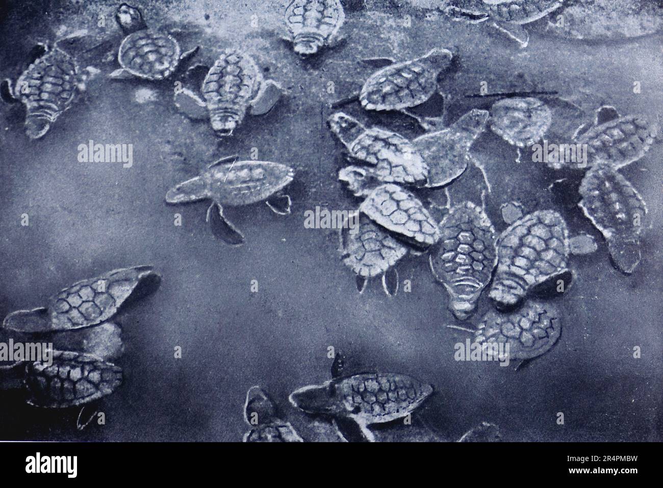 La spedizione sottomarina di Williamson del 1914 è stata la prima a rivelare alcuni dei tesori sotto la superficie dell'oceano. Grazie in gran parte a tecniche fotografiche innovative la biologia marina intorno alle Bahamas è entrata in vita. Questa foto mostra: Tartarughe baby appena schiusa. Foto Stock