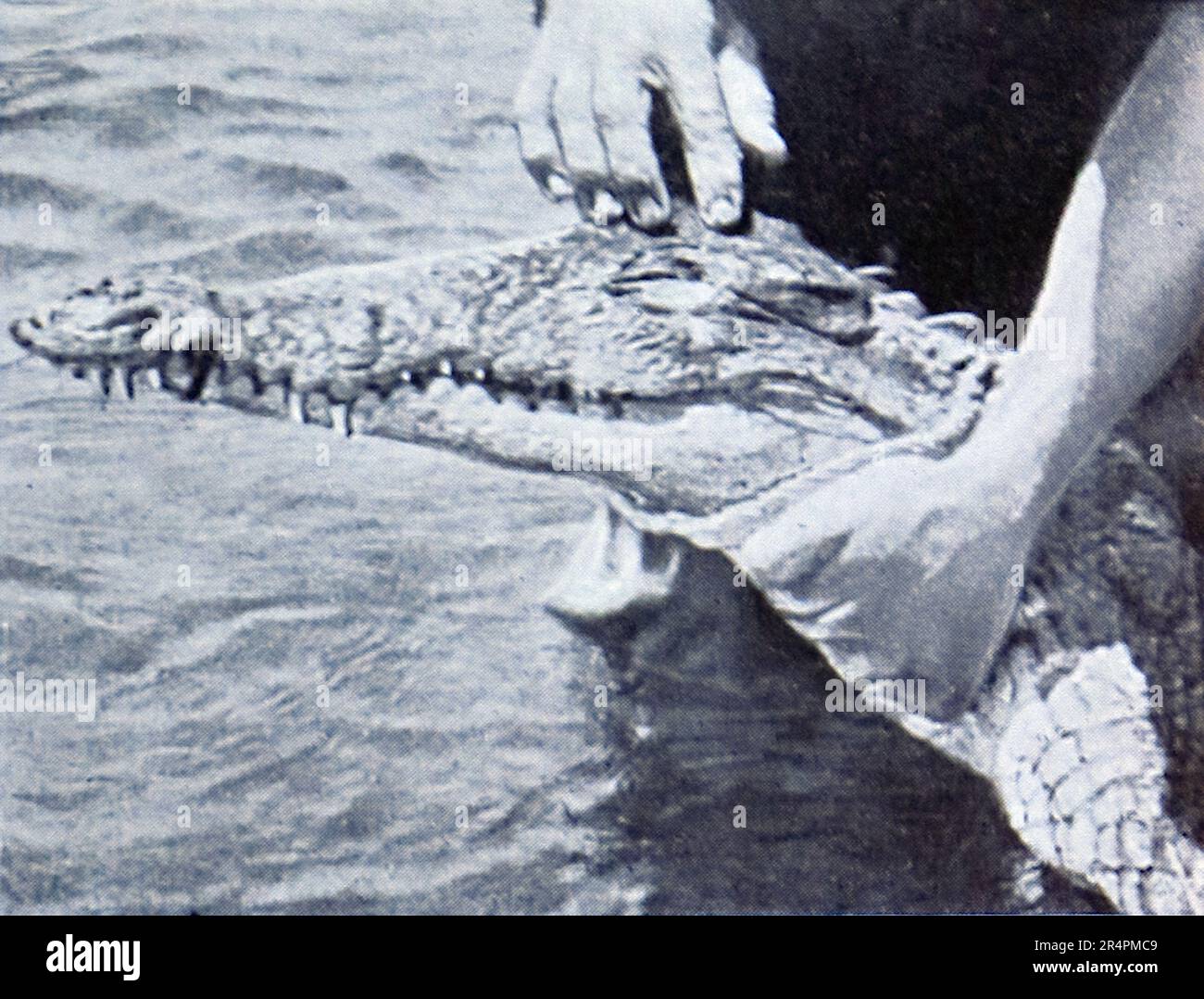 La spedizione sottomarina di Williamson del 1914 è stata la prima a rivelare alcuni dei tesori sotto la superficie dell'oceano. Grazie in gran parte a tecniche fotografiche innovative la biologia marina intorno alle Bahamas è entrata in vita. Questa foto mostra: La testa di un coccodrillo. Foto Stock