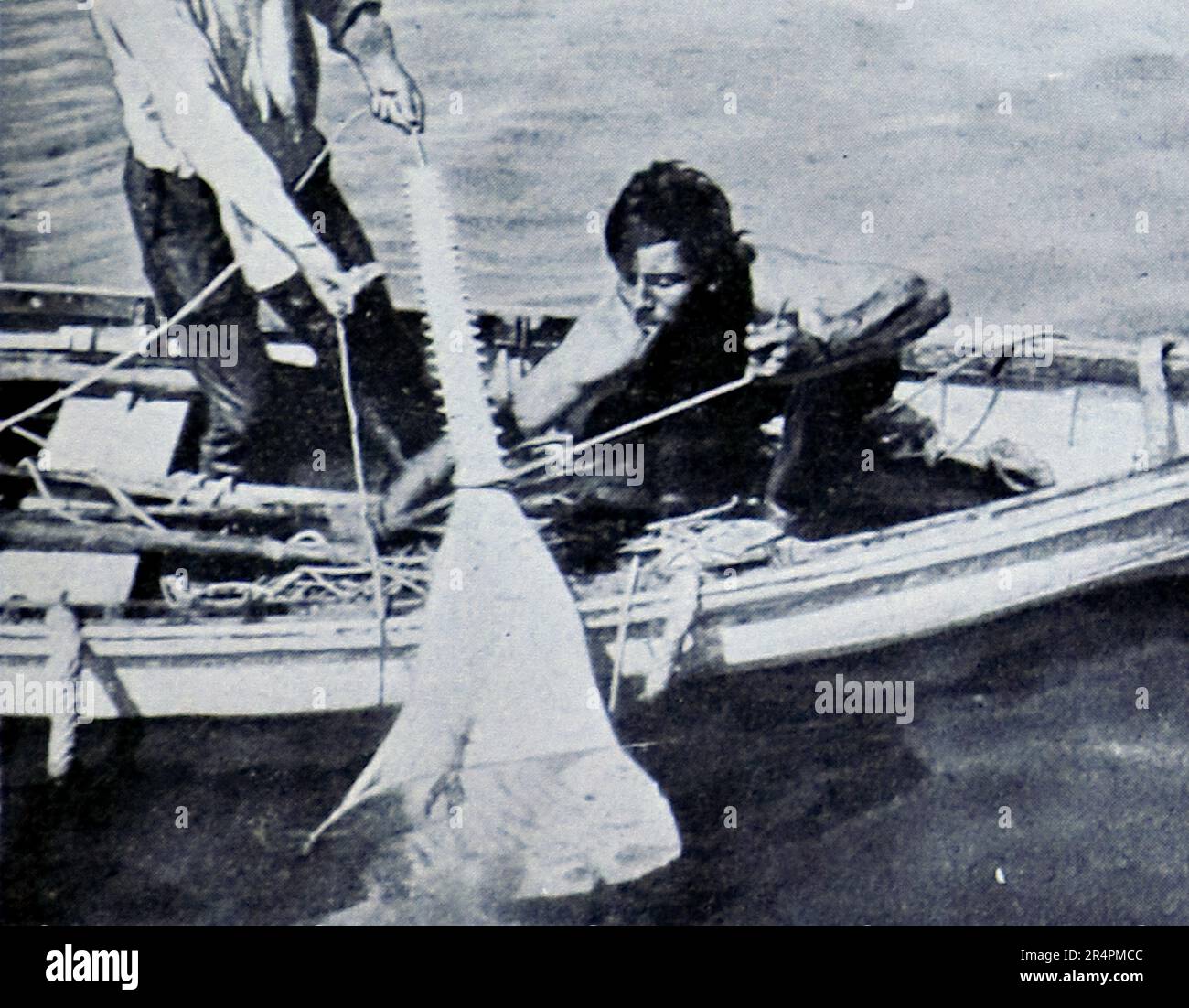 La spedizione sottomarina di Williamson del 1914 è stata la prima a rivelare alcuni dei tesori sotto la superficie dell'oceano. Grazie in gran parte a tecniche fotografiche innovative la biologia marina intorno alle Bahamas è entrata in vita. Questa foto mostra: Catturare un pesce sega. Foto Stock