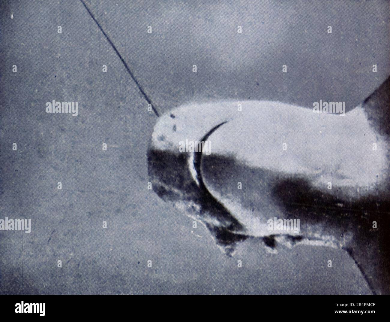 La spedizione sottomarina di Williamson del 1914 è stata la prima a rivelare alcuni dei tesori sotto la superficie dell'oceano. Grazie in gran parte a tecniche fotografiche innovative la biologia marina intorno alle Bahamas è entrata in vita. Questa foto mostra: Catturare uno squalo con un gancio esca. Foto Stock
