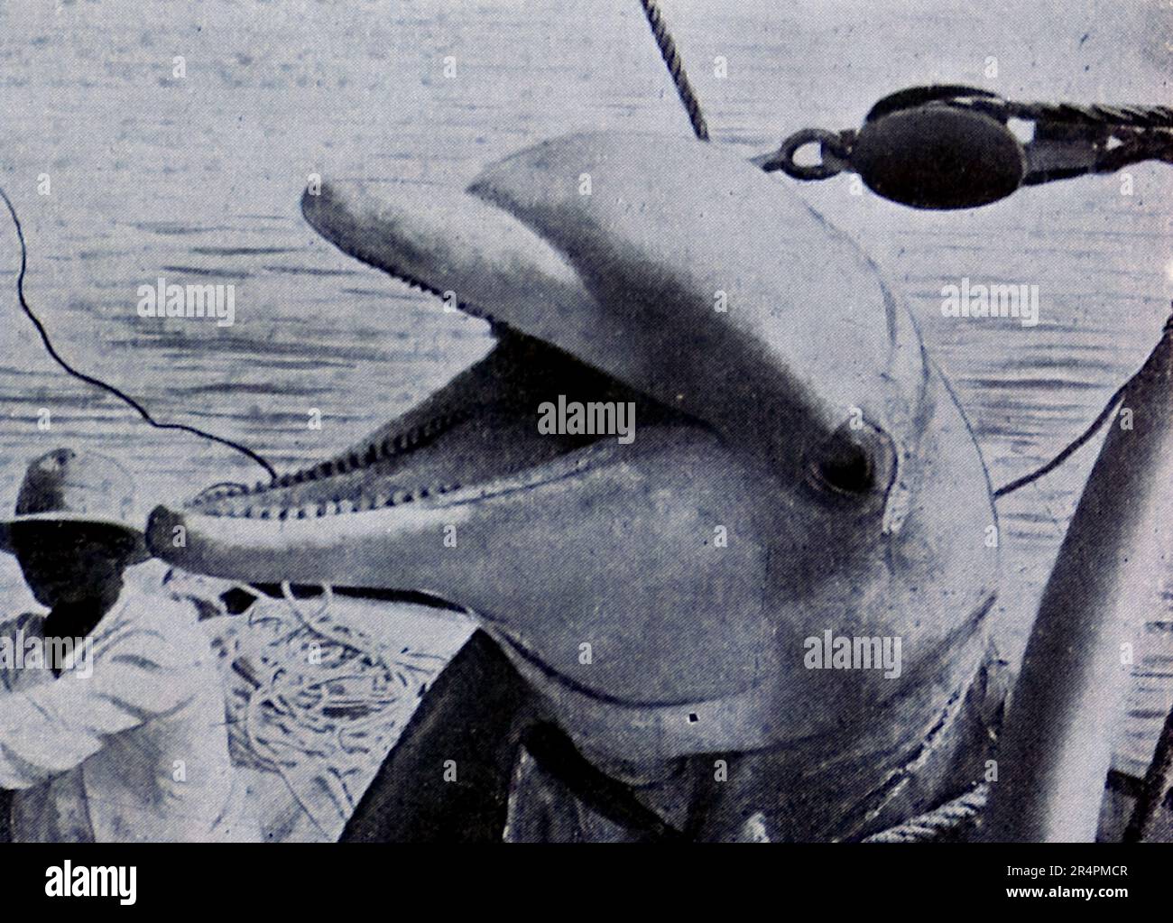 La spedizione sottomarina di Williamson del 1914 è stata la prima a rivelare alcuni dei tesori sotto la superficie dell'oceano. Grazie in gran parte a tecniche fotografiche innovative la biologia marina intorno alle Bahamas è entrata in vita. Questa foto mostra: Trasportare un portico a bordo. Foto Stock