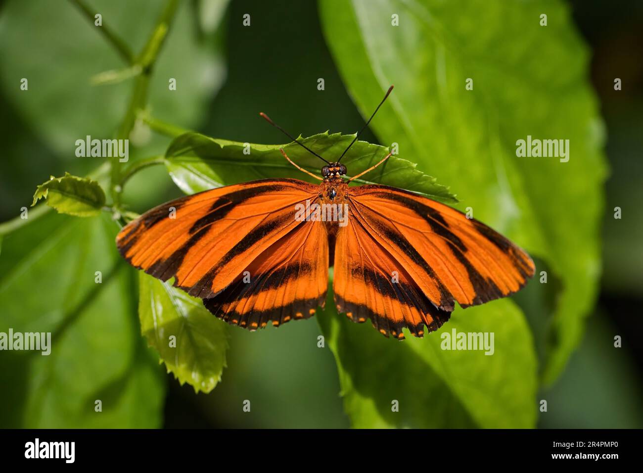 Tigre arancione su una foglia Foto Stock