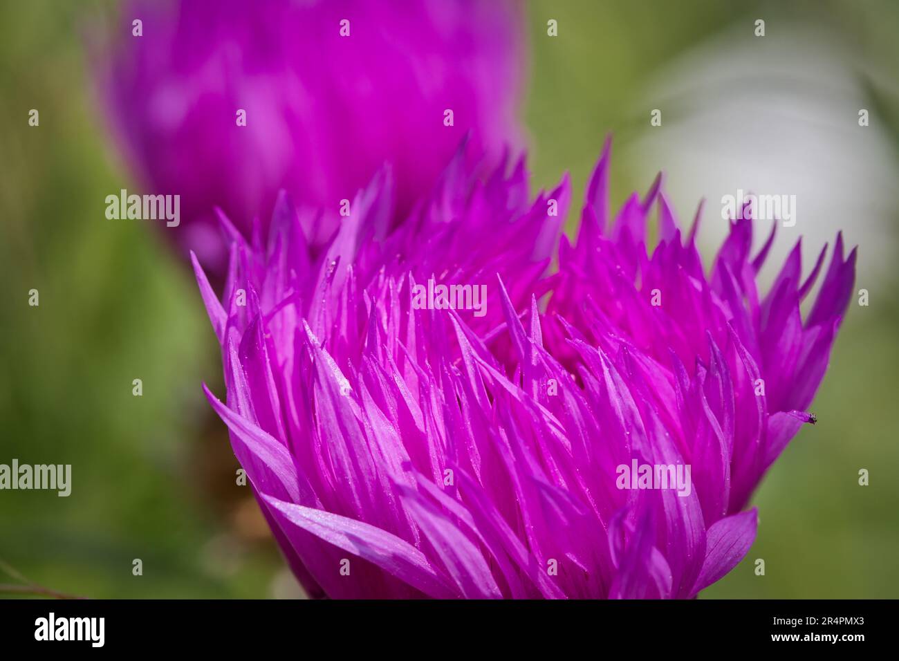 Cardo fiore viola con sfondo sfocato Foto Stock