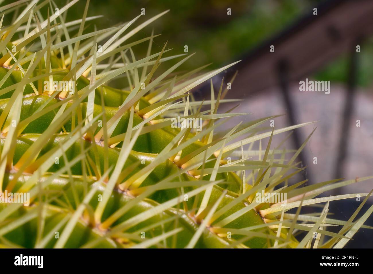 Palla d'oro nel giardino di cactus Foto Stock