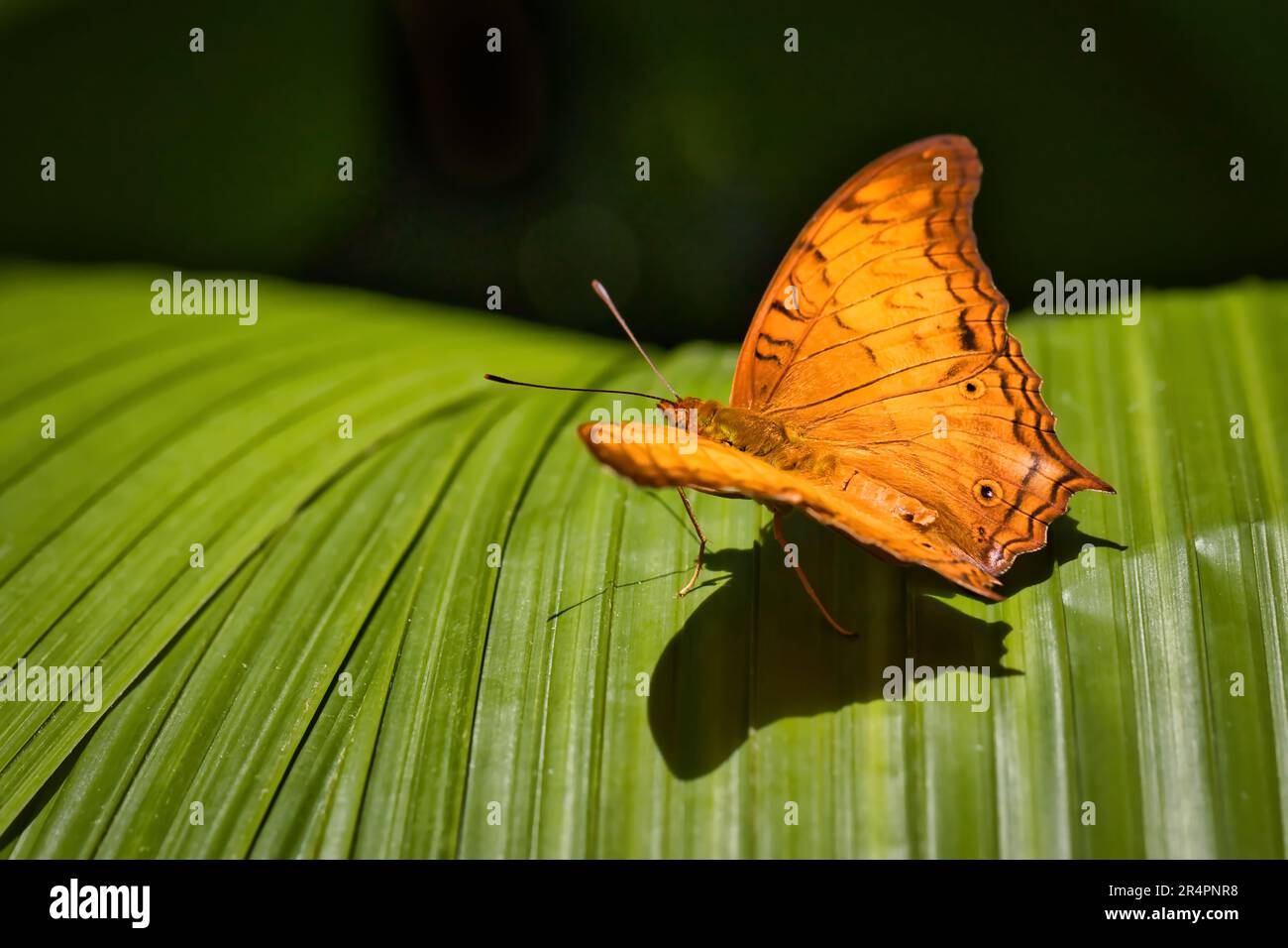 Incrociatore malese seduto su una foglia Foto Stock