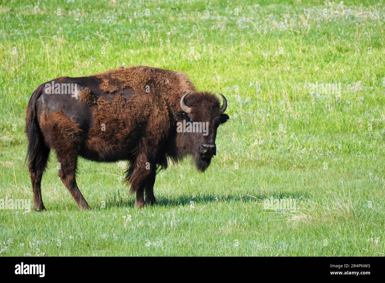 American Bison o Buffalo che sparge il suo cappotto invernale nel parco nazionale di Yellowstone nel Wyoming Foto Stock