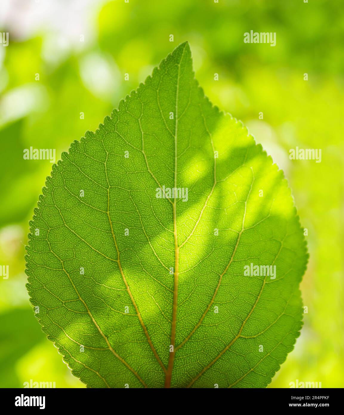 Foglia verde fresca di albicocca che risplenderà alla luce del sole. Verde naturale foglie piante utilizzando come sfondo primavera pagina di copertina ambiente ecologia o più verde Foto Stock