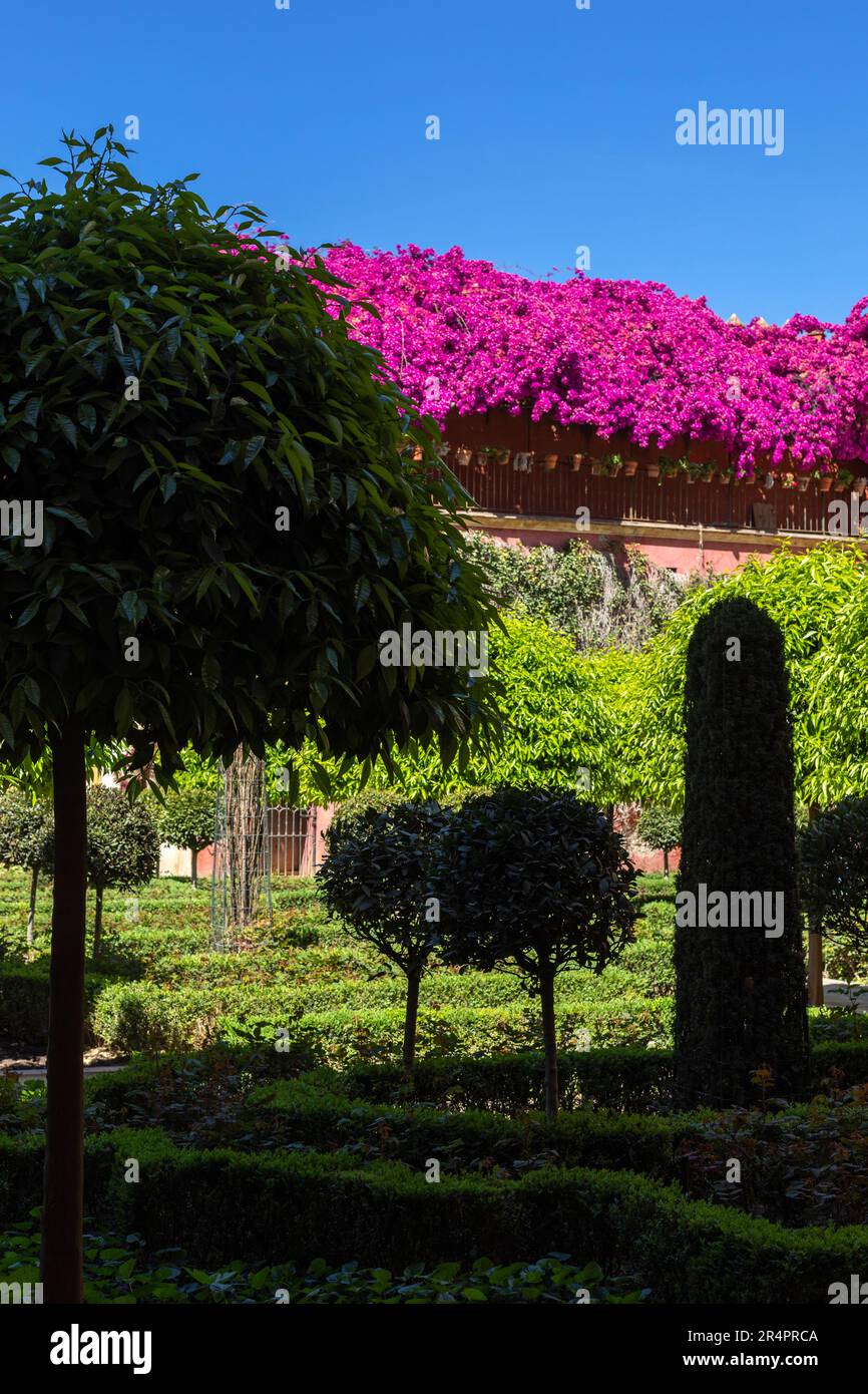 Spagna, Siviglia, Andalucia, a Casa de Pilatos (Casa di Pilato), giardino con varie forme di arbusti, bougainvillea in fiore. Foto Stock