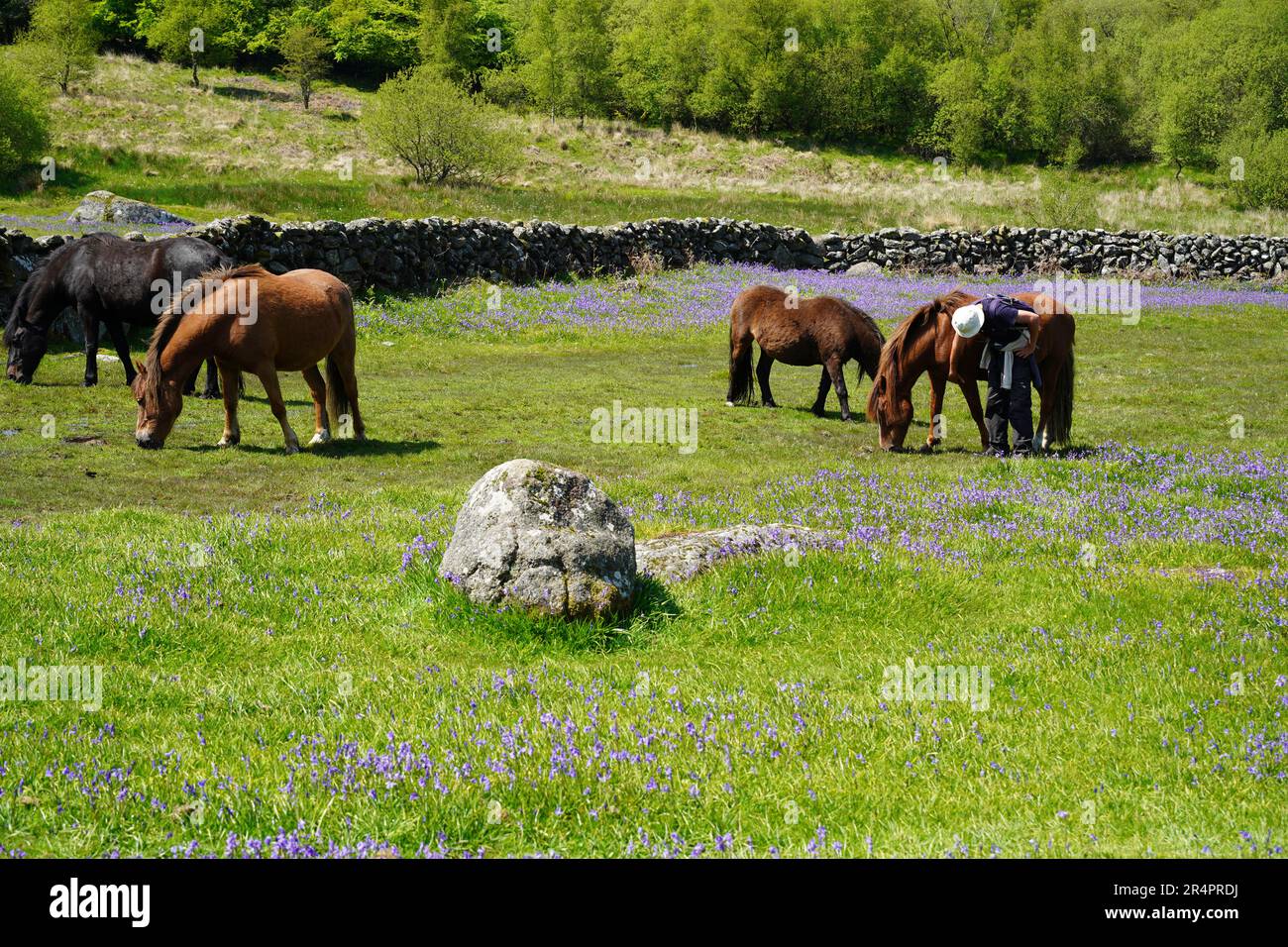 Pony di Dartmoor circondati da bluebells nel mese di maggio, vicino a Saddle Tor nel Dartmoor National Park, Devon, Regno Unito Foto Stock