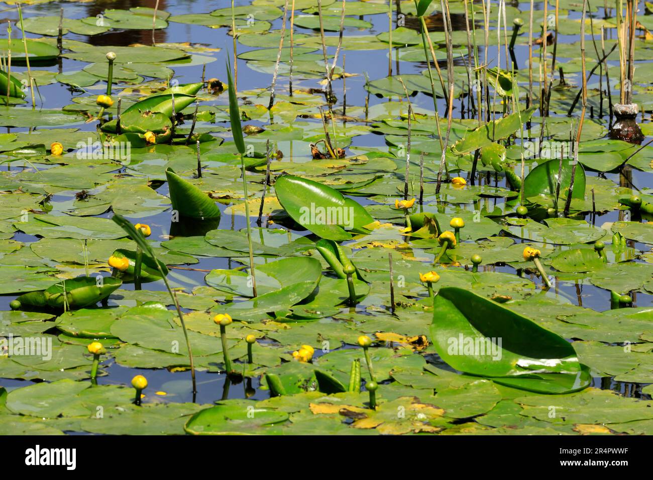 Lily Pads con gemme gialle e fiori sul laghetto, la riserva naturale delle paludi della baia di Cardiff. Maggio 2023. Estate. cym Foto Stock