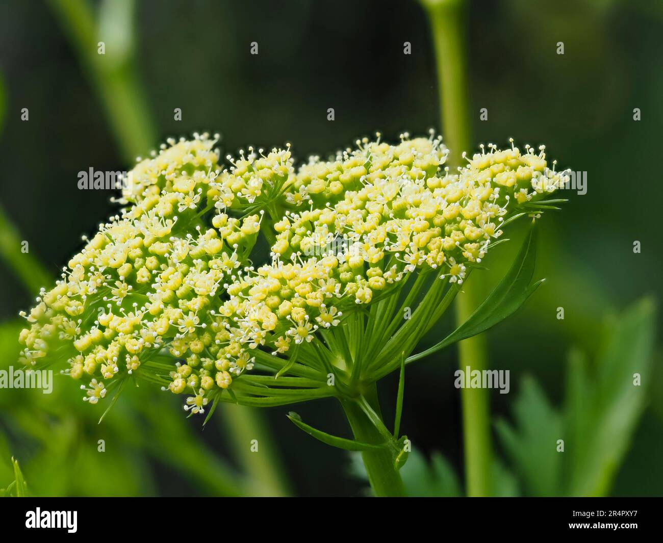 Crema di fiori nella parte più grande dell'erba culinaria biennale, prezzemolo lievitato piatto, Petroselinum crispum var. napolitanum Foto Stock